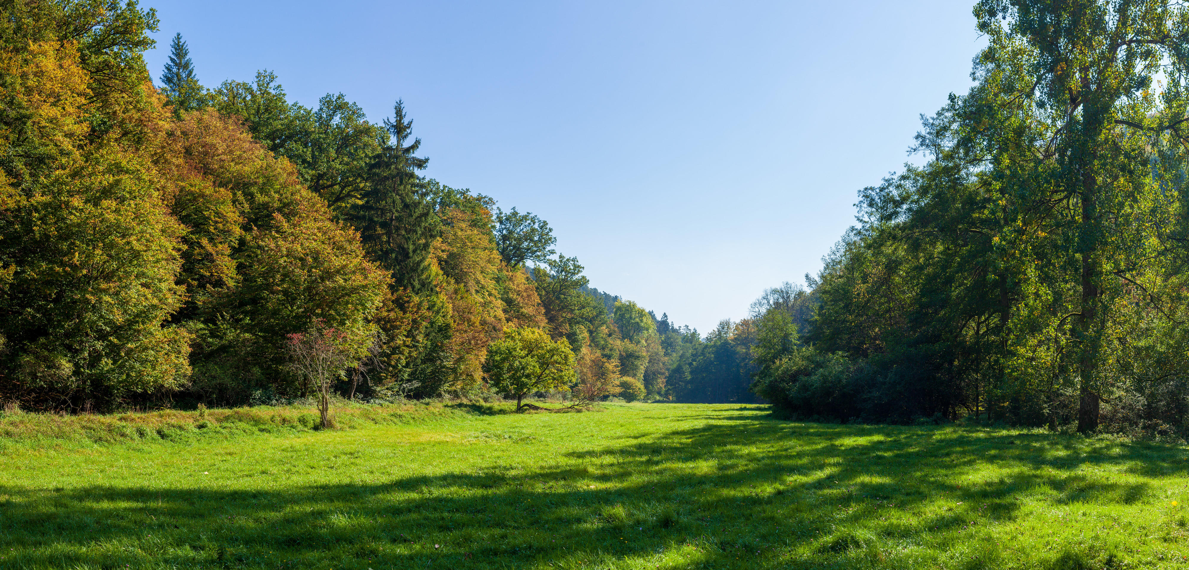 View of Schönbuch Forest in Summer